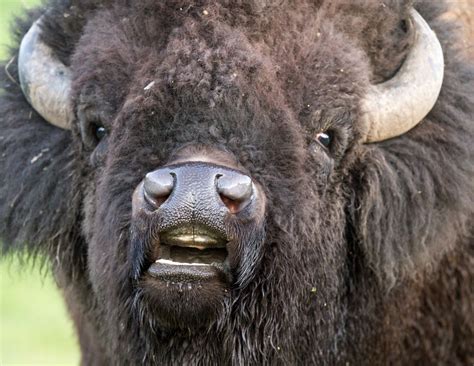 Bison Close Up Bison Photo Bison Unusual Animals