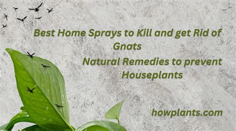 Natural Remedies To Prevent Houseplants Best Home Sprays To Kill And