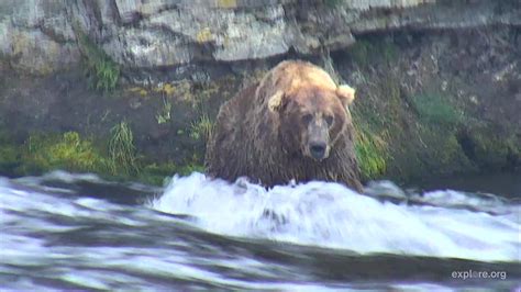 Brooks Falls Brown Bears Snapshots | Explore.org | Brown bear, Bear ...