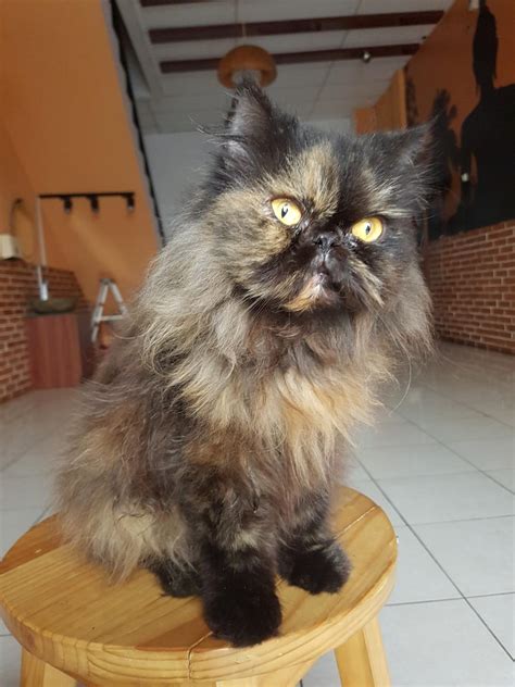 Kucing Persia Peaknose Betina Perlengkapan Hewan Aksesoris Hewan Di