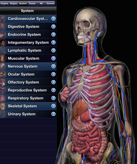 Anatomy And Physiology Tutor By Estherquinte935