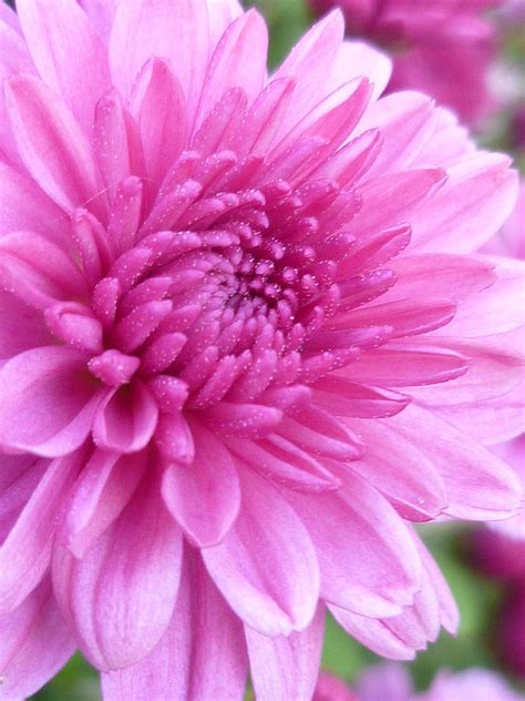 Shimmering Pink Mums Photograph By Lingfai Leung