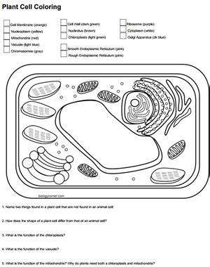 Animal cell coloring key ii. Color a Typical Plant Cell