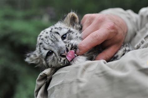 Cute Pictures Of Baby Snow Leopards On Animal Picture Society