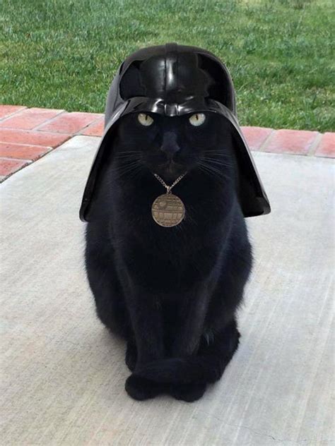 Darth Vader Kitty Cat Star Wars Cat Cute Animals Funny Animal