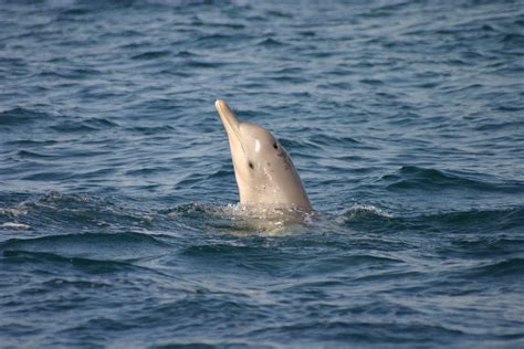 Endangered Humpback Dolphin Gets Tattoos Mossel Bay Advertiser