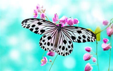 Beautiful Butterfly Hd Wallpapers Wallpaper Cave