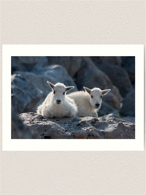 Two Mountain Goat Babies Resting Art Print By Eivor Redbubble