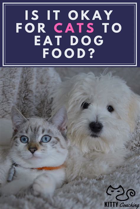 But, there is a lot controversy around if your cat can eat or not. Is it Okay for Cats to Eat Dog Food? (2018)