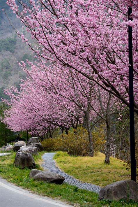 Looks Like Cherry Blossoms Spring Landscape Amazing Places On Earth