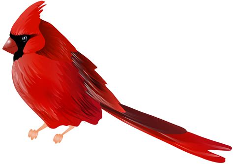 Cardinal Bird Clipart At Getdrawings Free Download