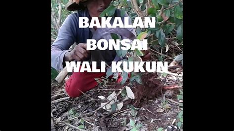 Berburu Bakalan Bonsai Wali Kukun Youtube