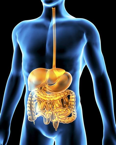 Organs And Function Of The Digestive System