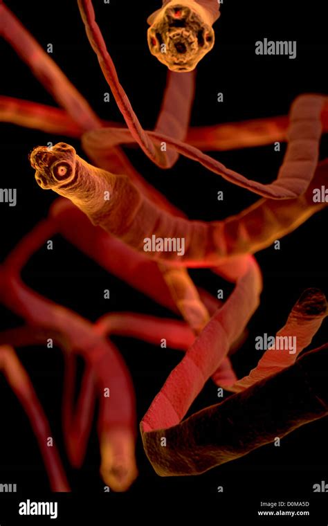 Microscopic Styled Visualization Of Tapeworms Cestoda Stock Photo Alamy