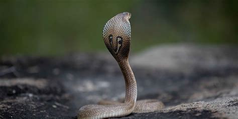10 Interesting Facts About The King Cobra Coppertistwu