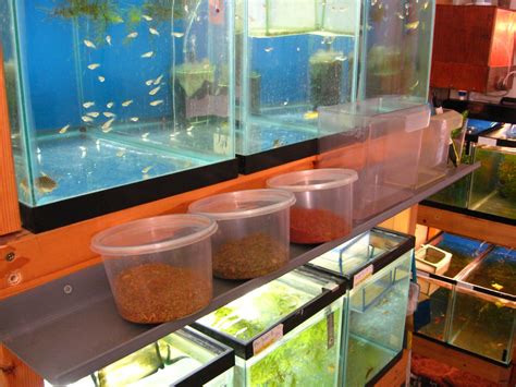Discover here how to breed guppies in just 10 easy steps. Swordtail Guppies: Automated Breeding Systems ~ A cost ...