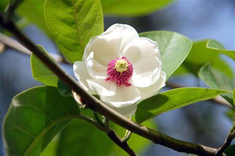 Magnolia National Flower Of Korea Explore Dprk
