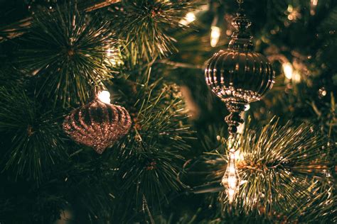 무료 이미지 분기 크리스마스 장식 전나무 소나무 가족 빛나는 것 크리스마스 트리 축제 가문비 구과 식물 행사