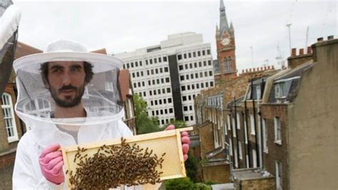 Rise In Urban Beekeeping May Be Bad For Bees Scientists Warn Cbc News