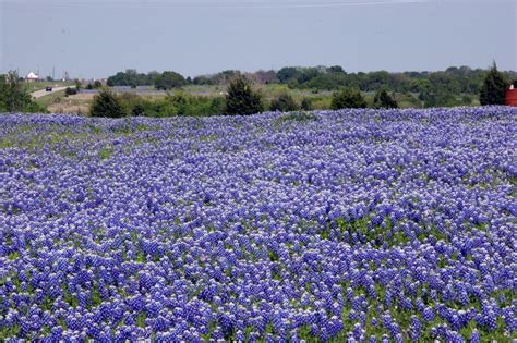 Real Texas Bluebonnets