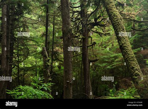 Lush Rainforest Haida Gwaii British Columbia Canada Stock Photo Alamy