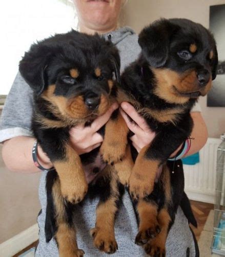 Find rottweiler in dogs & puppies for rehoming | 🐶 find dogs and puppies locally for sale or adoption in alberta : Rottweiler Puppies For Sale | Saint Paul, MN #200750 ...