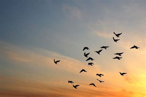 Free Birds Against Sunset Stock Photo