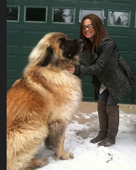 Leonberger Everyone Want To Have A Big Dog Huge Dogs Big Dog Breeds