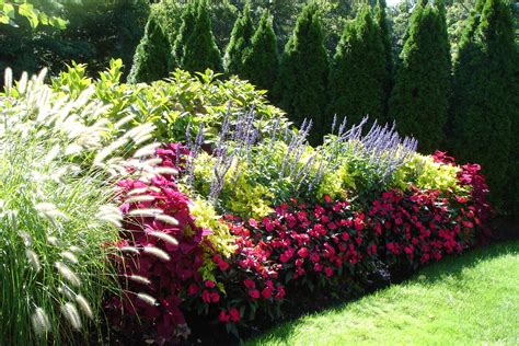 There are actually many compact bushes. The Best Shrubs For Borders And Hedges That You Need ...