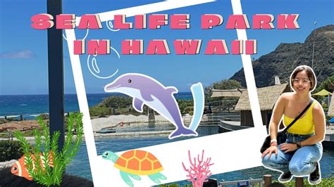 Vlog 🐢sea Life Park Hawaii Youtube