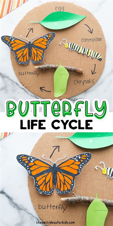 Butterfly Life Cycle Craft Artofit