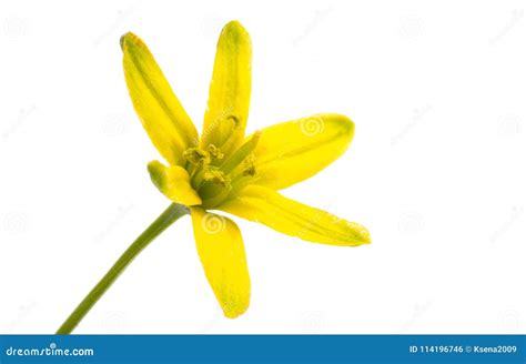 Yellow Spring Flower Isolated Stock Photo Image Of Flowers Daisy