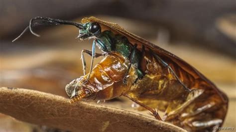 an emerald cockroach wasp emerging from an american cockroach credit flpa alamy emerald