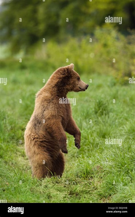 Brown Bear Standing On Hind Legs Stock Photo Alamy