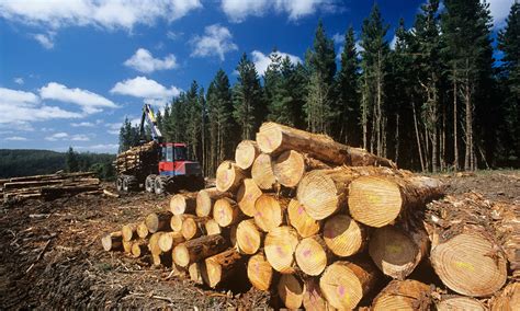 What's the role of business in preventing deforestation 