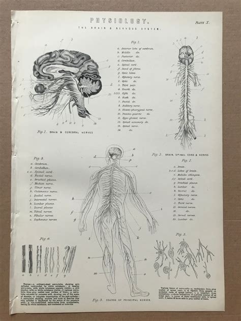 1880 The Brain And Nervous System Physiology Original Antique Print