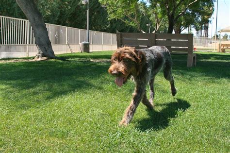 The city is home to many golf courses, attractions, luxury hotels and shops. Civic Center Dog Park Palm Desert, CA