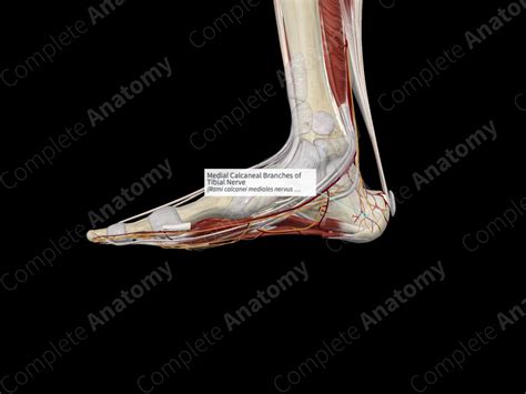 Medial Calcaneal Branches Of Tibial Nerve Complete Anatomy