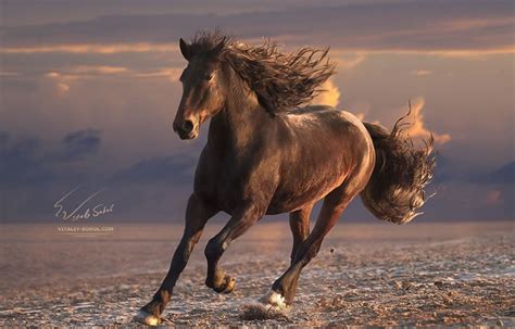 21 Running Horse Stock Photos To Take You Breath Away