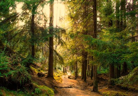 Woodland Path By Bathsheba 1 Via Flickr This Path Runs Alongside Puck