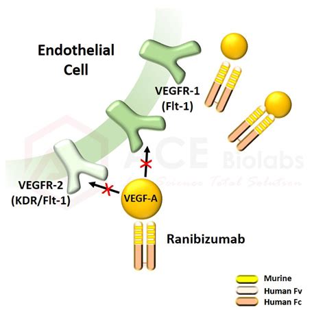 Anti Vegf A Ranibizumab Ace Biolabs Antibody │ Chemical │ Enzyme
