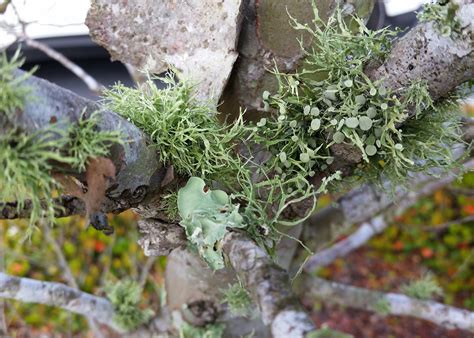 Unusual Lichen Do Not Damage Plant Hosts Mississippi State University