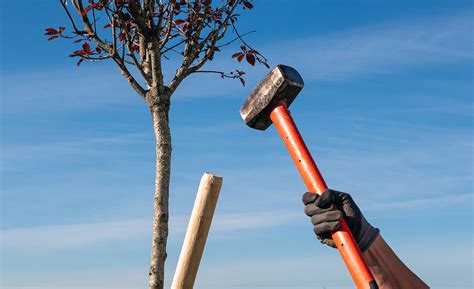 How To Stake A Tree The Home Depot