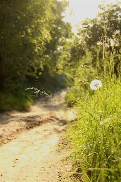 Beautiful Sunny Path In The Forest To The River With The Dandelion