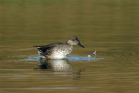 Common Teal Photograph By Photostock Israelscience Photo Library