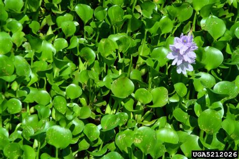 common water hyacinth, Eichhornia crassipes (Liliales: Pontederiaceae) - 5212026