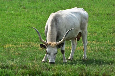 Free Images Grass Field Meadow Prairie Wildlife Horn Herd