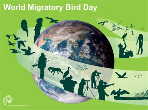International Migratory Bird Day 2014 Why Birds Matter