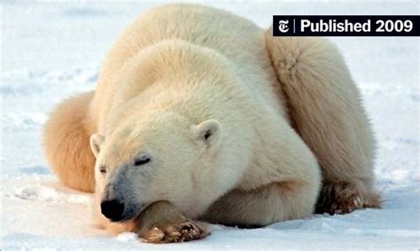 Nations Near Arctic Declare Polar Bears Threatened By Climate Change