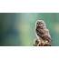 Little Owl  BTO British Trust For Ornithology